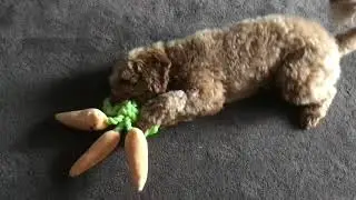 Surprising my dog with an Easter toy!