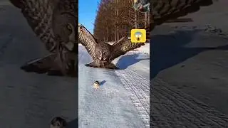 big owl attacking 😱 #owl #attack #wildlife #wilderness #trending #shorts