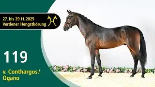 No. 119 Stallion by Conthargos - Ogano | Verden Stallion Licensing 2025 - Jumping - Nov. 28/29