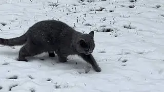 The cat saw snow for the first time and really loved it. He played and enjoyed it so much.