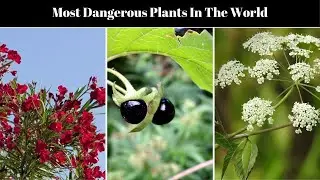 Top 10 Poisonous Plants (Part 1)!!!