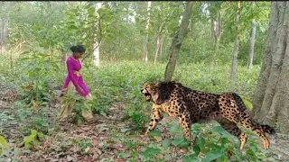 Real Bengal Tiger attack🌳in the forest Layn attack man in the forest chita attack on village.🐆🙏#fah