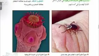 العلاقات في الأنظمة البيئية علوم خامس الترم الاول 