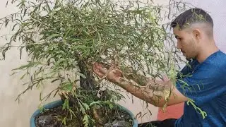 Transformando um Bonsai de Caliandra do Zero: Poda e Arames (Parte 2)