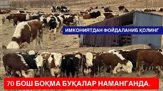 БОҚМА БУҚАЛАРНИ СОТИБ ОЛАДИГА ДАВРИ КЕЛДИ 70 БОШ РОССИЯ БУҚА 30 МЛДАН БОШЛАНДИ. 
