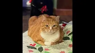 Кофе со Скоттом Адамом 29.12.2025