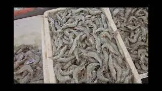 &ldquo;Fish Market Hurghada 🇪🇬 | Реальные цены и атмосфера | Egypt Travel 2025&rdquo;