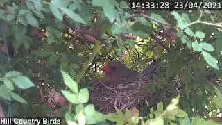 Live Northern Cardinal Nest Cam