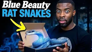 Unboxing Vietnamese Blue Beauty Rat Snakes!!!