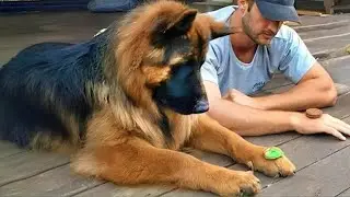 When Your Dog Starts Imitating You in the Funniest Way 😂 Funny Dogs Video 2026