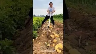Harvesting potatoes: people harvesting potatoes in a field with a special tool