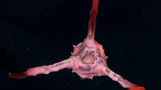 cave leech fluster