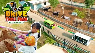 Seperti Bersafari di Afrika‼️Drive Thru Park, Jatim Park 2 Batu Malang