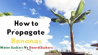 How to Propagate Bananas- Water Suckers Vs Sword Suckers