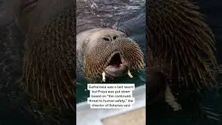 Norway Euthanizes #Freya, The 1,300-Pound Walrus Who Rose To Fame For Sinking Boats