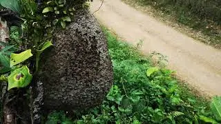 VISITANDO PUERTO QUITO PICHINCHA ECUADOR SECTOR EL PROGRESO..ARBOLES DE PAPAYA.. 🥭🥭🥭👍🌎🇪🇨 COMPARTELO