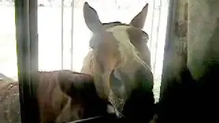 My Horse customers at the 