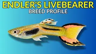 Endler&rsquo;s Livebearer Care Guide | Tank Setup  Feeding  Breeding & Lifespan