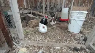 Хотите завести кур? Неправильно! Заведите уток! 🦆