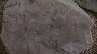 Dino or Bird Tracks ?