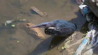 The Hunter - Black Bittern