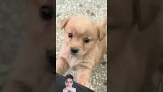 Baby dog #cute Puppy #trending #furball #funny #cat #shorts #yt #youtube