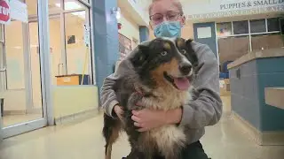 Humane Society rescues 17 dogs from southern Missouri breeder
