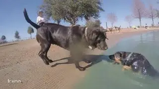Keeping pets safe in extreme heat