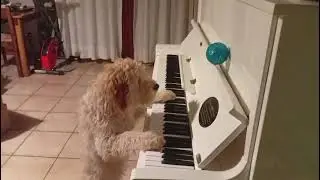 Toffee the Beethoven Dog 🐶 Plays Piano with Federico