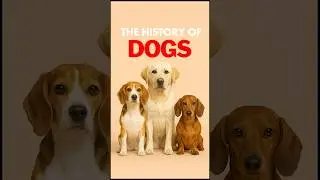 The WILD History Of DOGS! From Wolves To Chihuahua&rsquo;s #dogs #history