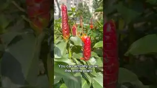 How to grow  Red Button Ginger from cutting💄🌿 @plantfrills #plantfrills #floweringplant