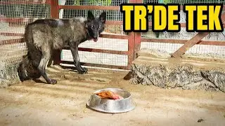 SİYAH KURT EĞİTİMİ-T&Uuml;RKİYEDE TEK SOSYALİZASYON B&Ouml;L&Uuml;M 2