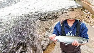 Lake Michigan's Spring Steelhead Run. Suckers Were Everywhere!!! | Wisconsin Fishing