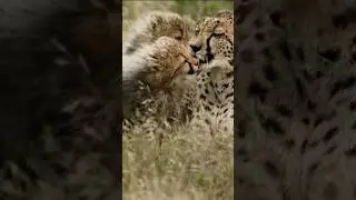 Savanna winds blow, but a mother&rsquo;s love stays 🌬️❤️ #CheetahMom #WildLove #Savanna