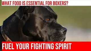 Power Up Your Boxer's Diet: Nutrition Tips for Peak Performance