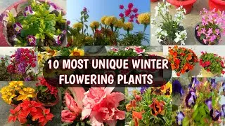 10 MOST UNIQUE WINTER FLOWERING PLANTS IN INDIA | UNIQUE WINTER PLANTS 😍🌸