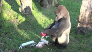 Santa visits Durrell's animals