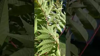 Toona sinensis 'Chinese toon' edible tree for Salads/Stir fry