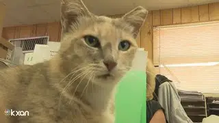 Rose the Trash Cat