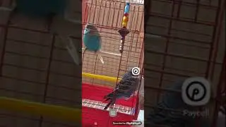 HEDİYE  INTERNET  PAYCELL KART PUAN BİRİKTİR KAZANMAYA BAŞLA