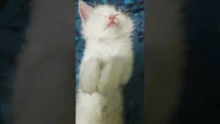 just look at his adorable face|Mickey's sleepy|| #cat #song #music #catmusic #mycat #catnap #sleep