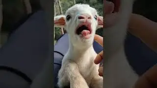 Cabra beb&eacute; en acci&oacute;n: &iexcl;La cosa m&aacute;s tierna que ver&aacute;s hoy! 🐐❤️