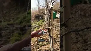 Mastering the tall spnidle system for young tree #appleorchard #pruning #highdensity #winterpruning 