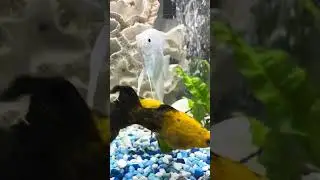 African dwarf, frog Cute little freshwater water, frog