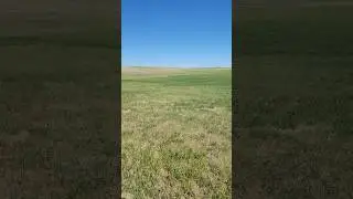 Results of Pasture & Feed Rotation #hashknife #ranching #regenerativefarming @HashknifeRanch