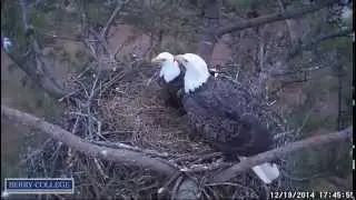 Berry College Eagle Cam - 19 Dec 17:45