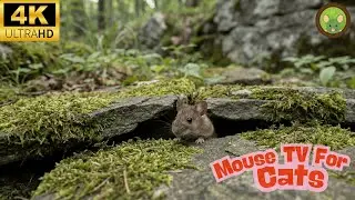 Cat TV Mouse Video 🐭 | Calm Mossy Rocks for Cats (4 Hours)