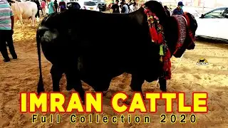Imran Electronic Cattle Farm 2020 Full Collection || Cow Mandi 021 || #sgcmk