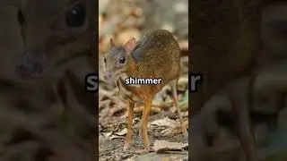 The Silver-Backed Chevrotain &ndash; The Tiny Deer Lost for 30 Years #thewildlens #chevrotain #silver #dee