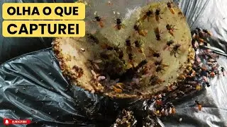 ENCONTREI UMA ABELHA DIFERENTE QUE NUNCA VI ANTES #abelhas #bee